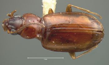 Media type: image;   Entomology 5576 Aspect: habitus dorsal view